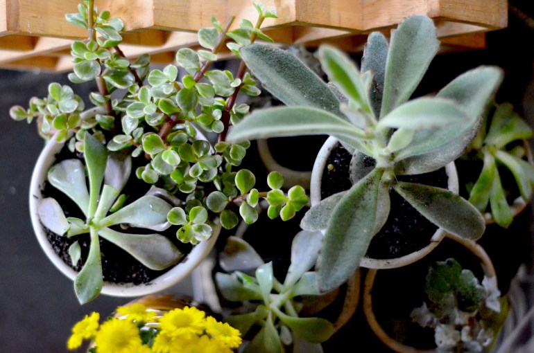 suculents
